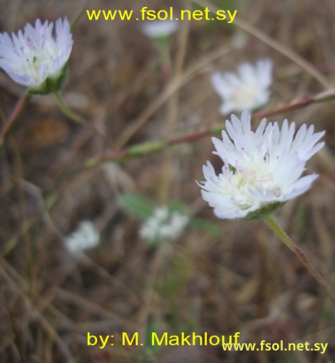Scabiosa calocephala Boiss.